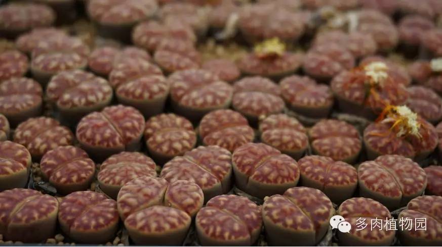 边走边看日本番杏之王DTさん多肉大棚