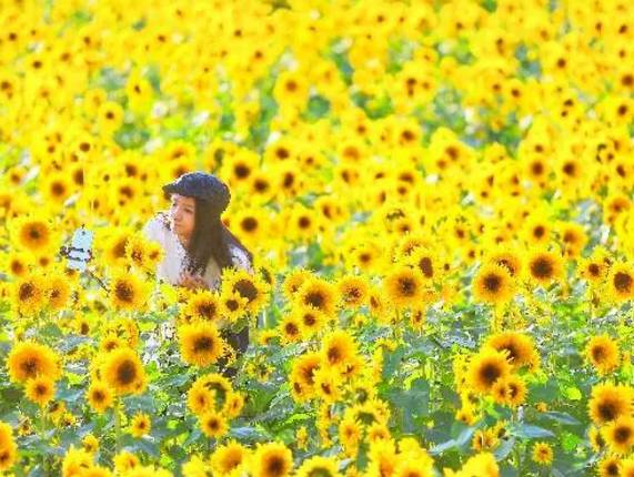 沈阳秋季哪好玩,秋天沈阳市区风景最好的地方