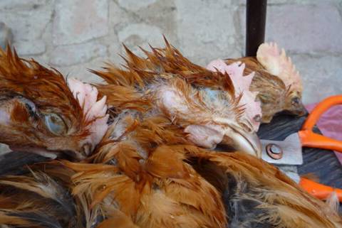 养鸡最好是又有钱又会养，秋季要关注的几种鸡病