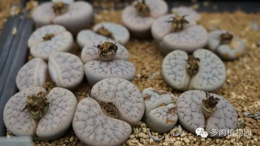 边走边看日本番杏之王DTさん多肉大棚