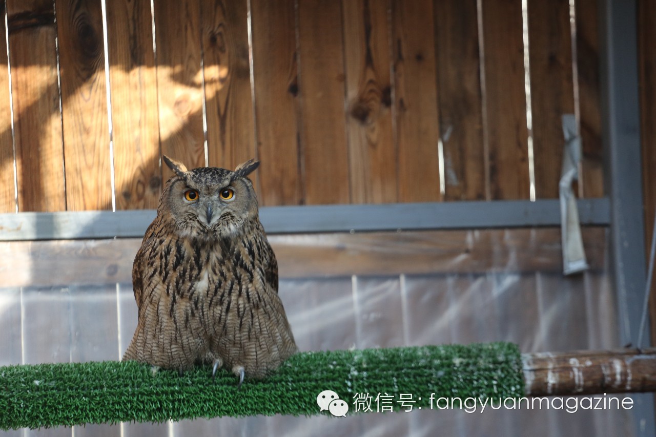 猛禽行程,400多万猛禽