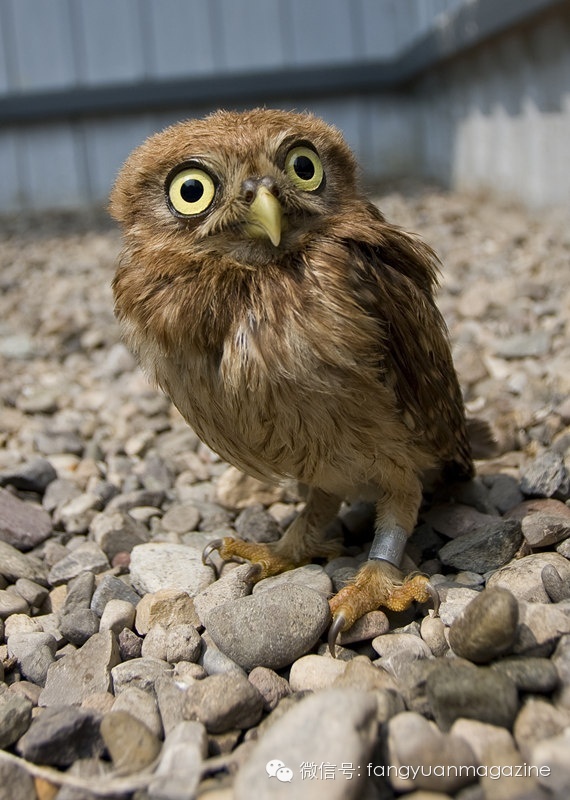 猛禽行程,400多万猛禽