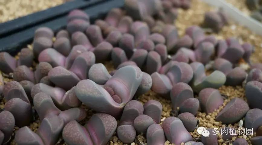 边走边看日本番杏之王DTさん多肉大棚