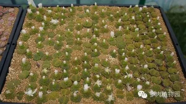 边走边看日本番杏之王DTさん多肉大棚