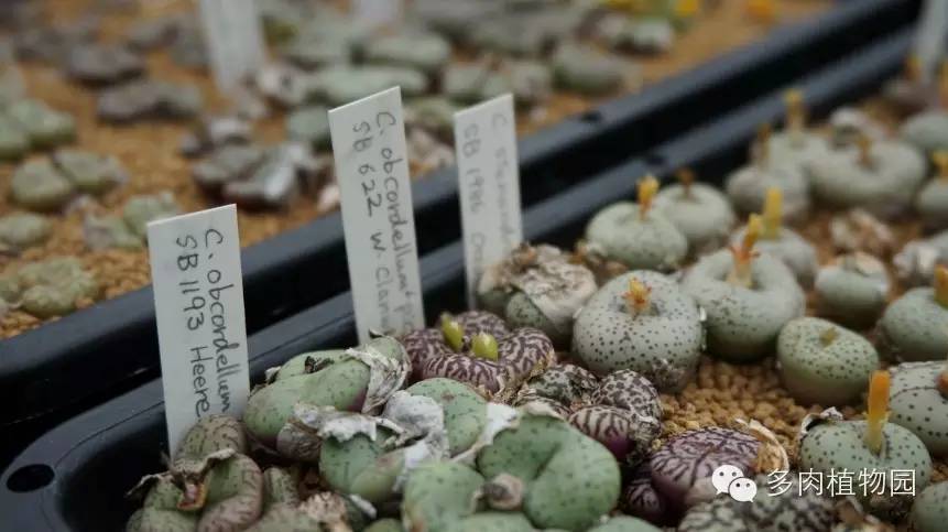 边走边看日本番杏之王DTさん多肉大棚