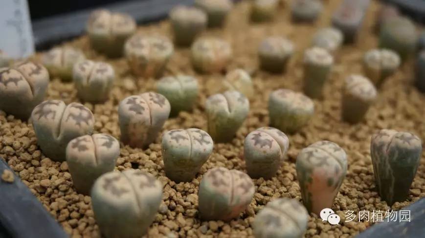 边走边看日本番杏之王DTさん多肉大棚