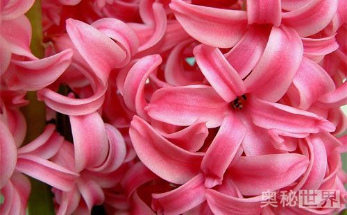 风信子水培开完花后处理流程,水培风信子开花后种球怎么处理