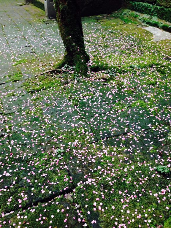 都江堰景区民宿住宿酒店推荐,都江堰最好的民宿酒店