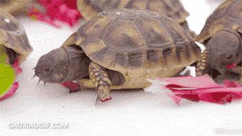 这猩猩成精了,这只猩猩成精了