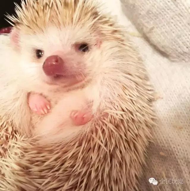 养过土狗的人都知道什么,养过狗的人都会知道的秘密