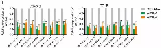如何查找未知的lncrna序列,文献解读lncrna经典研究思路