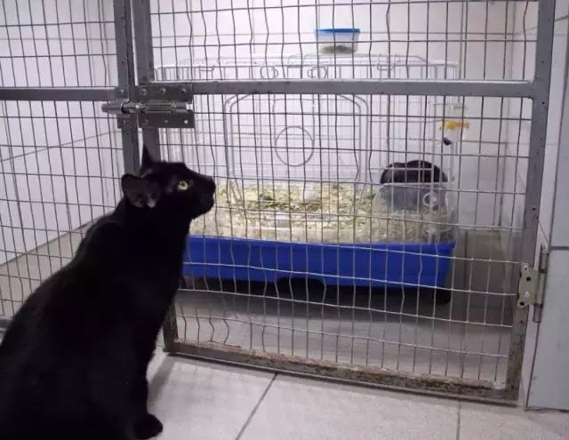 这几只喵星人，自己旅行、当护士、萌爆啦！