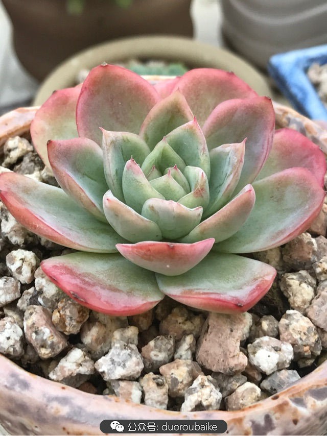 温差大多肉怎么会上色,温差大多肉才能出锦吗