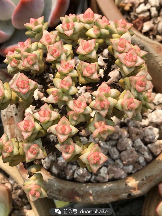 温差大多肉怎么会上色,温差大多肉才能出锦吗