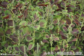 防辐射第一食物,防辐射食物排行榜10强