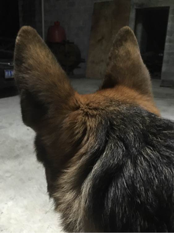 德牧吃饭太冲动怎么办,德牧拉肚子不吃饭怎么办