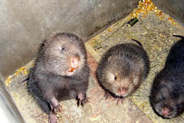 农村养殖小动物养什么好,动物养殖基地有哪些