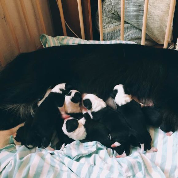 边牧一次能产几只崽,边牧跟拉布拉多生的孩子