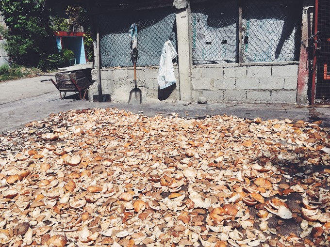 菲律宾潜水攻略 (菲律宾潜水游记)