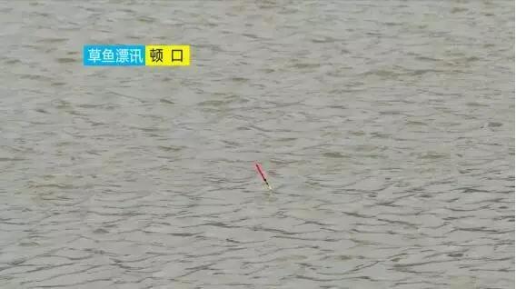 野钓中鱼八种漂相,钓鱼十大诡异漂相