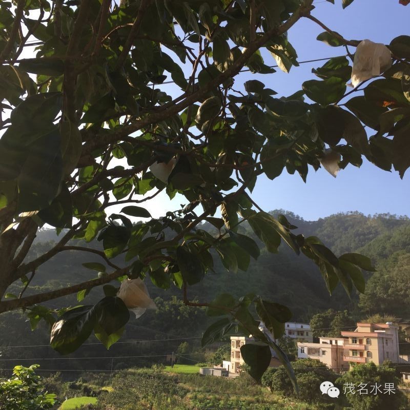 秋天如约而至,秋天如期到来