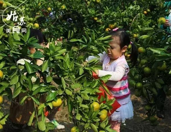 秋天就该送自己一场旅行，苏州最全“采橘攻略”先给你！