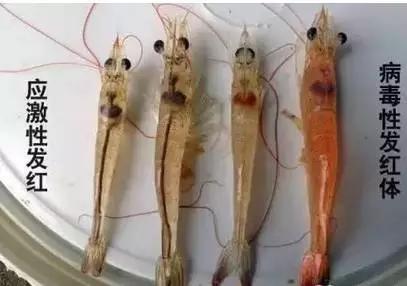 虾红腿病怎么处理,对虾红腿病能吃吗
