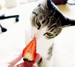 猫咪可以吃的和不可以吃的有什么,猫咪可以吃什么甜的