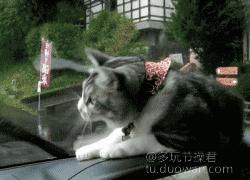 爱情搞笑动态图片,爱情搞笑动态图