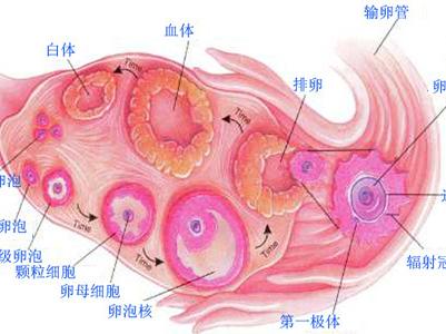 一次卖卵21颗，女孩，你的青春值多少钱？