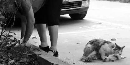 一天内遇见两只死猫吉利吗,一天内碰到两只死猫是什么征兆