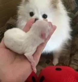 一梦谈狗：房子小不好养狗？帮你挑只博美吧...