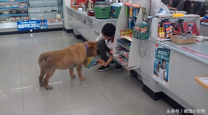 榛勯噾鐚庣姮鐙楀彨,榛勯噾鐚庣姮