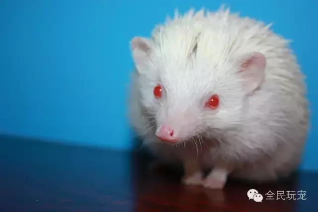 养过土狗的人都知道什么,养过狗的人都会知道的秘密