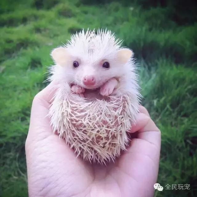 养过土狗的人都知道什么,养过狗的人都会知道的秘密