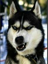 狗狗换牙要关注些什么,狗狗换牙期间应关注哪些问题