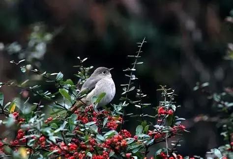 如果你来广元，我才不带你去剑门关嘞！