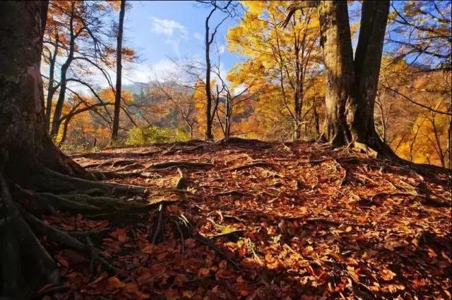 如果你来广元，我才不带你去剑门关嘞！