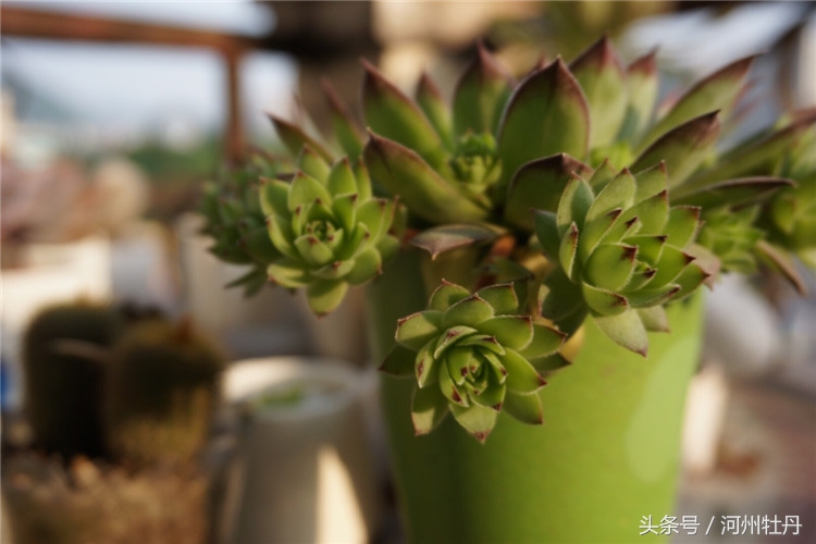 河州牡丹—佛坐莲花，新鲜雅致