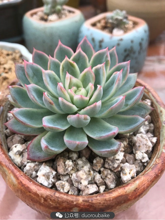 温差大多肉怎么会上色,温差大多肉才能出锦吗