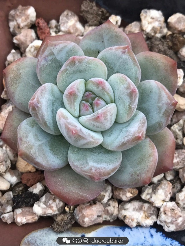 温差大多肉怎么会上色,温差大多肉才能出锦吗