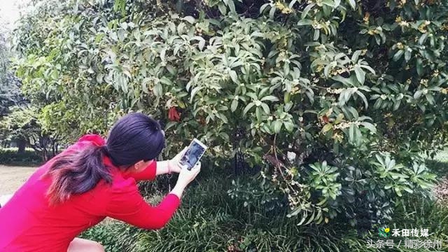 最美的5个赏桂好去处,不错过金秋赏桂好时节