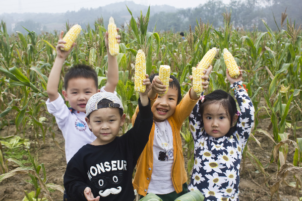 玉米粥的营养价值与功效,玉米粥功效