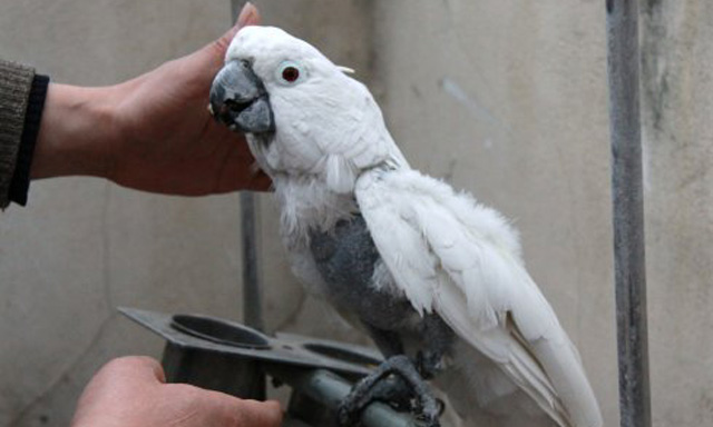 家里来鹦鹉鸟是什么征兆,家里发现了鹦鹉怎么处理