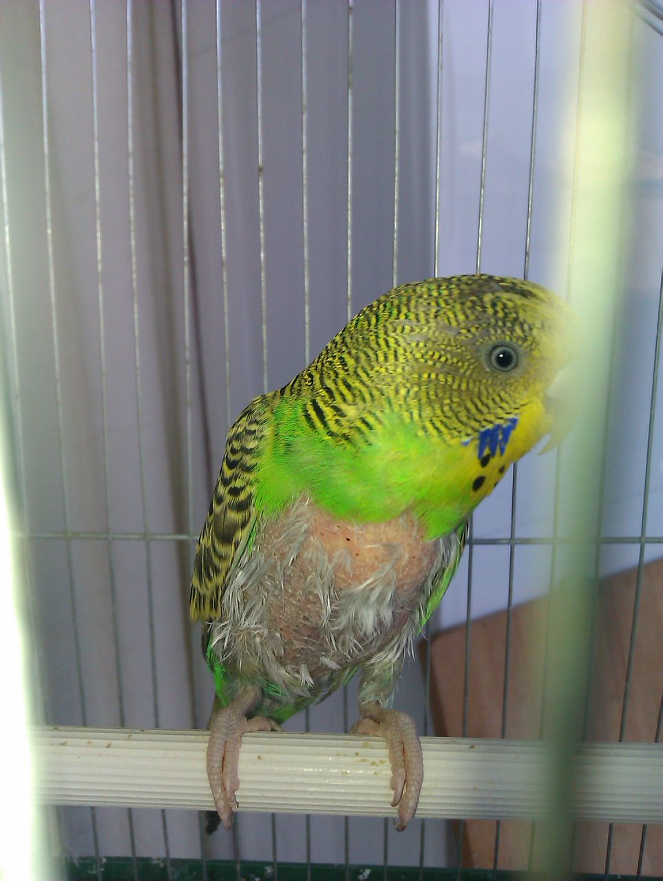 家里来鹦鹉鸟是什么征兆,家里发现了鹦鹉怎么处理