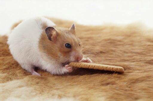 仓鼠有味道怎么清理,仓鼠木屑味道很刺鼻