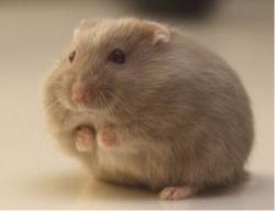 仓鼠有味道怎么清理,仓鼠木屑味道很刺鼻