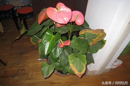 粉色红掌叶子发黄焦边干枯,红掌花杆发黄怎么回事