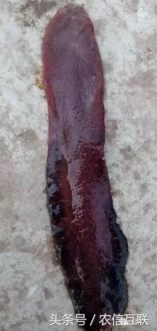 猪瘟案例总结,猪瘟病例最新数据