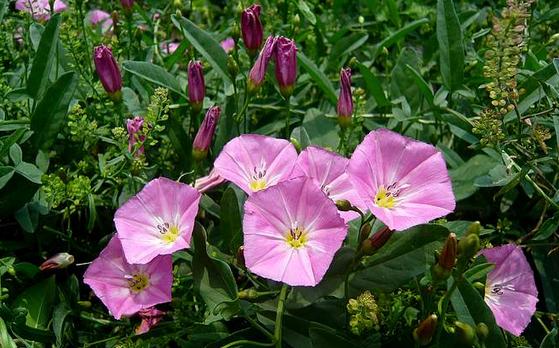 路边的花草也能治愈生活,路边的花可以带回家种吗